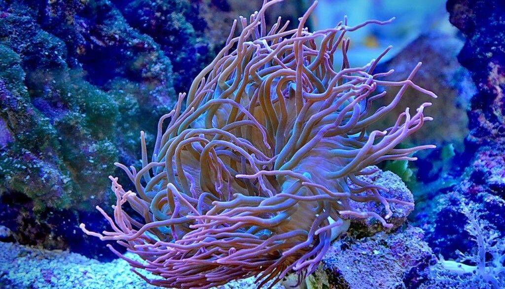 The-Science-and- Exploration-of- Underwater-Caves