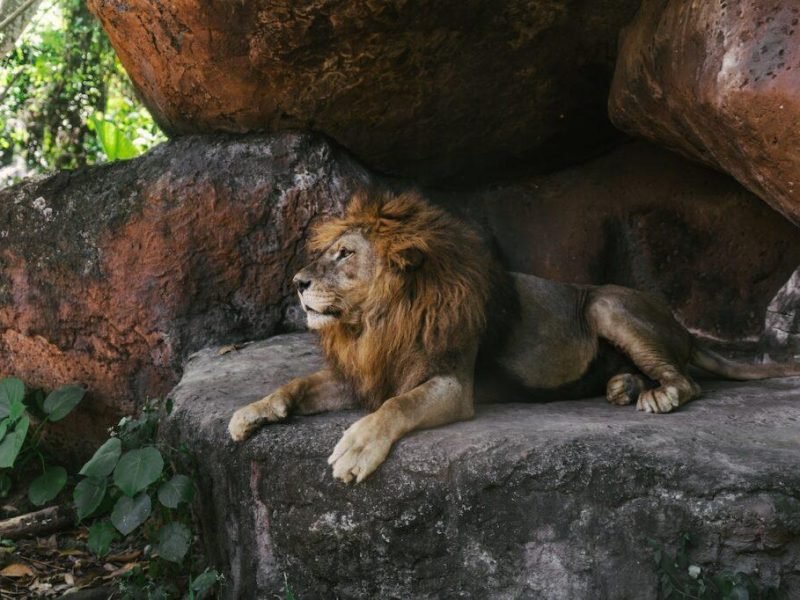 are-cave-lions- extinct