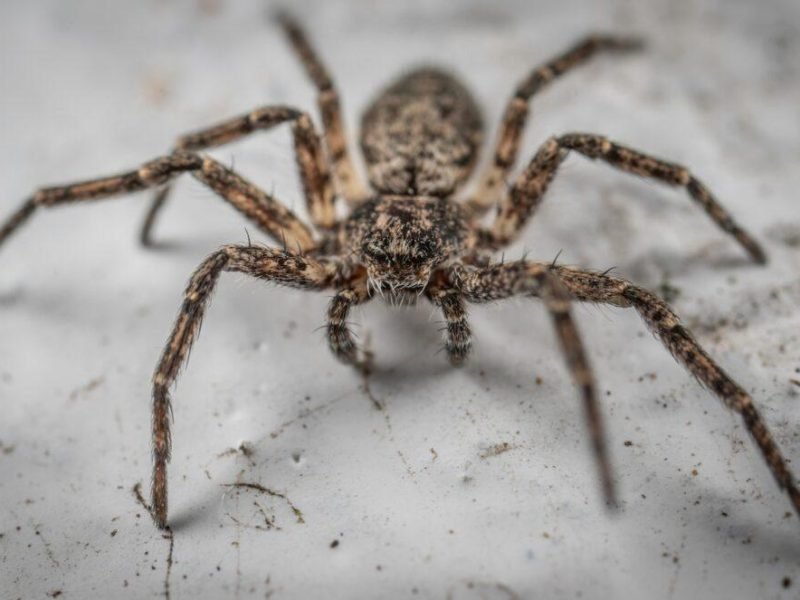 are-cave-spiders-blind