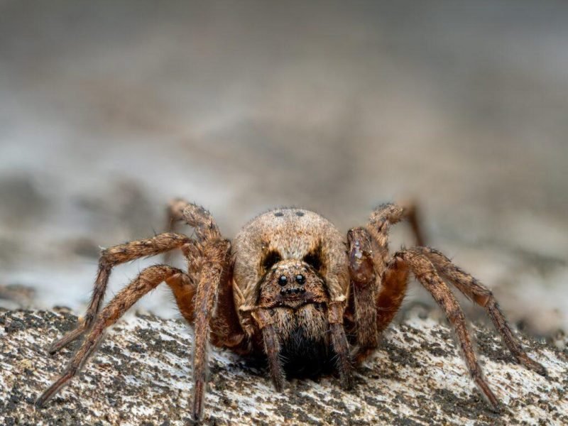 are-cave-spiders-venomous