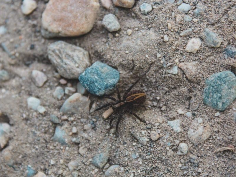 can-cave-spiders-bite