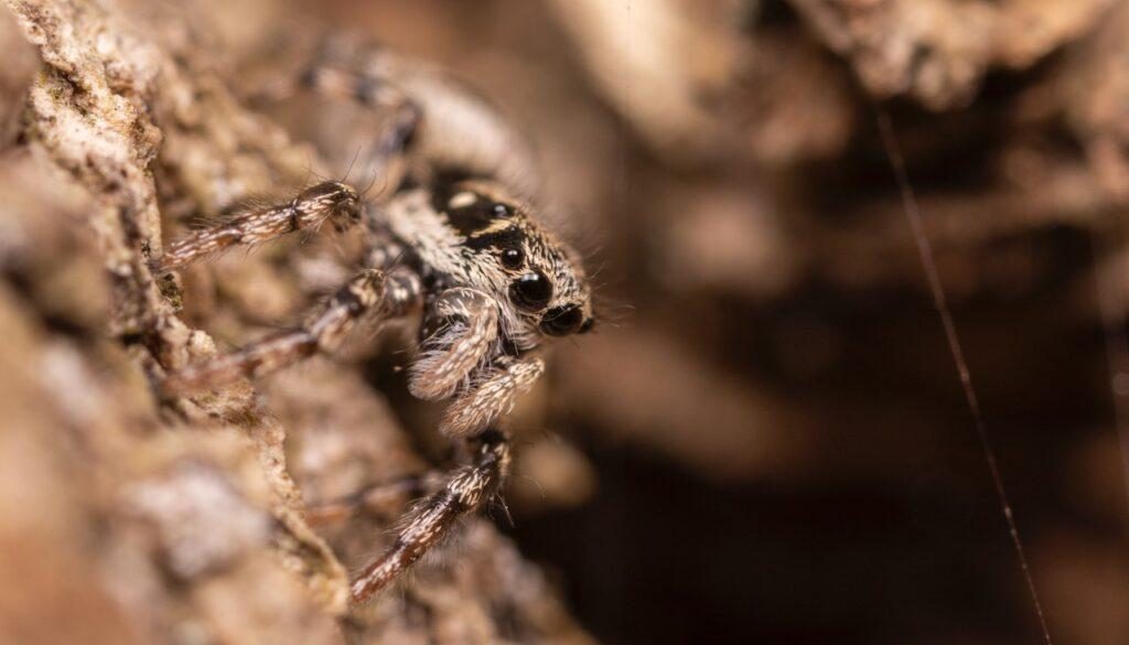 can-cave-spiders-climb-signs