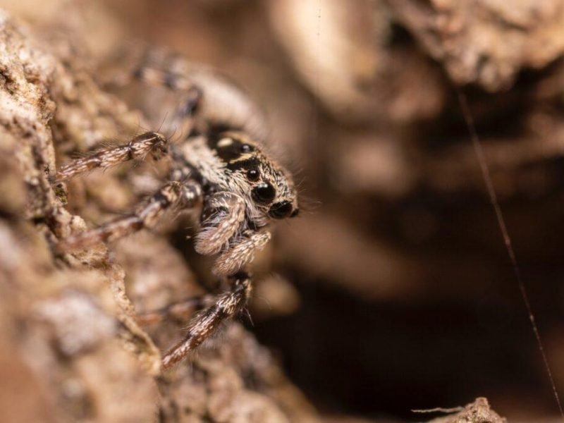 can-cave-spiders-climb-signs