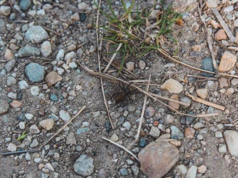 can-cave-spiders-see