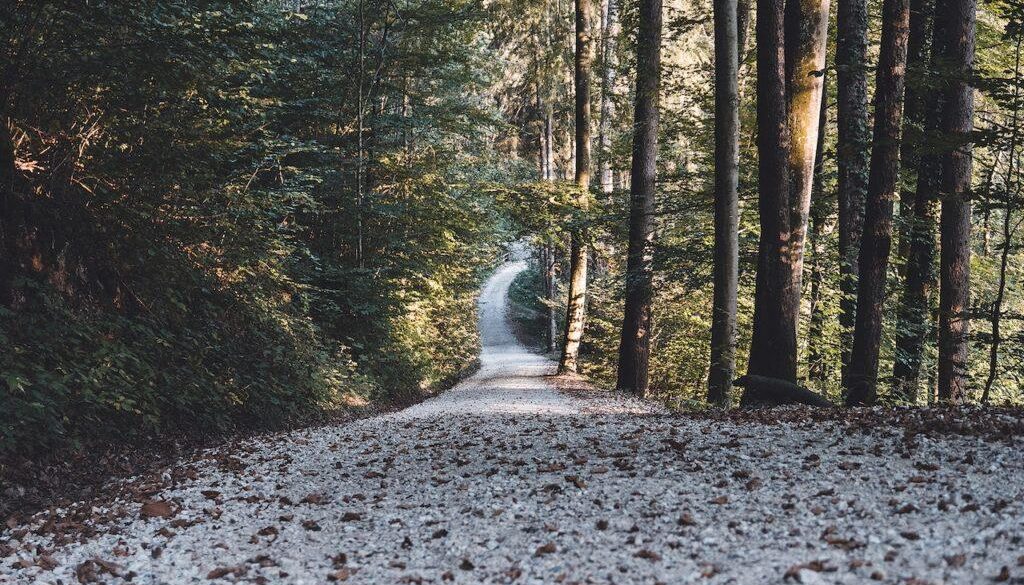 how-many-cave-entrances-are-in-the-forest