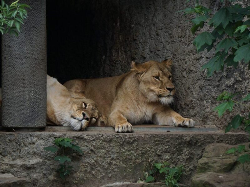 when-did-cave-lions-go-extinct