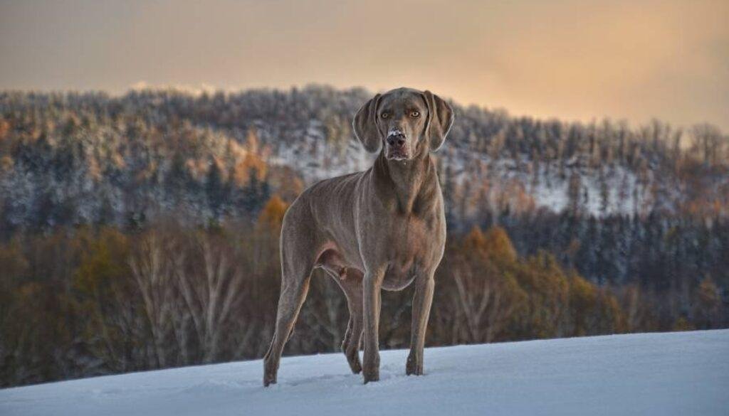Wandern mit dem Hund