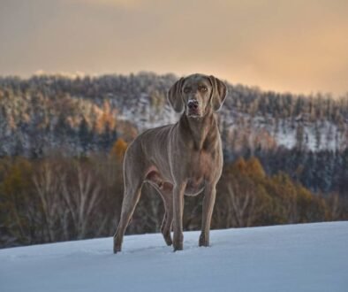 Wandern mit dem Hund