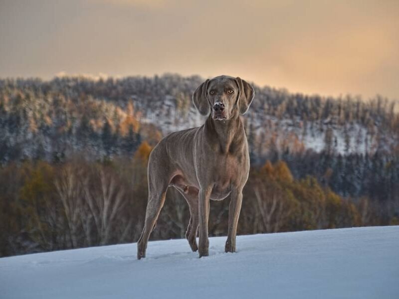 Wandern mit dem Hund