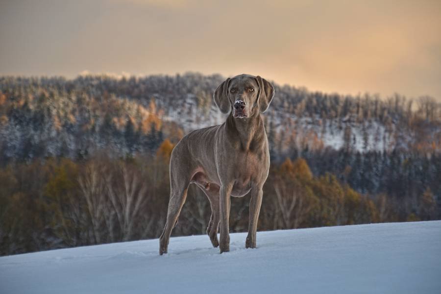 Wandern mit dem Hund