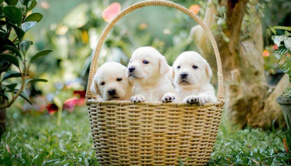 Hundegerechter Garten einrichten
