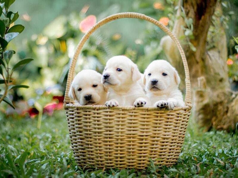 Hundegerechter Garten einrichten