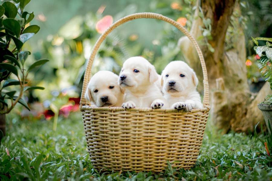 Hundegerechter Garten einrichten